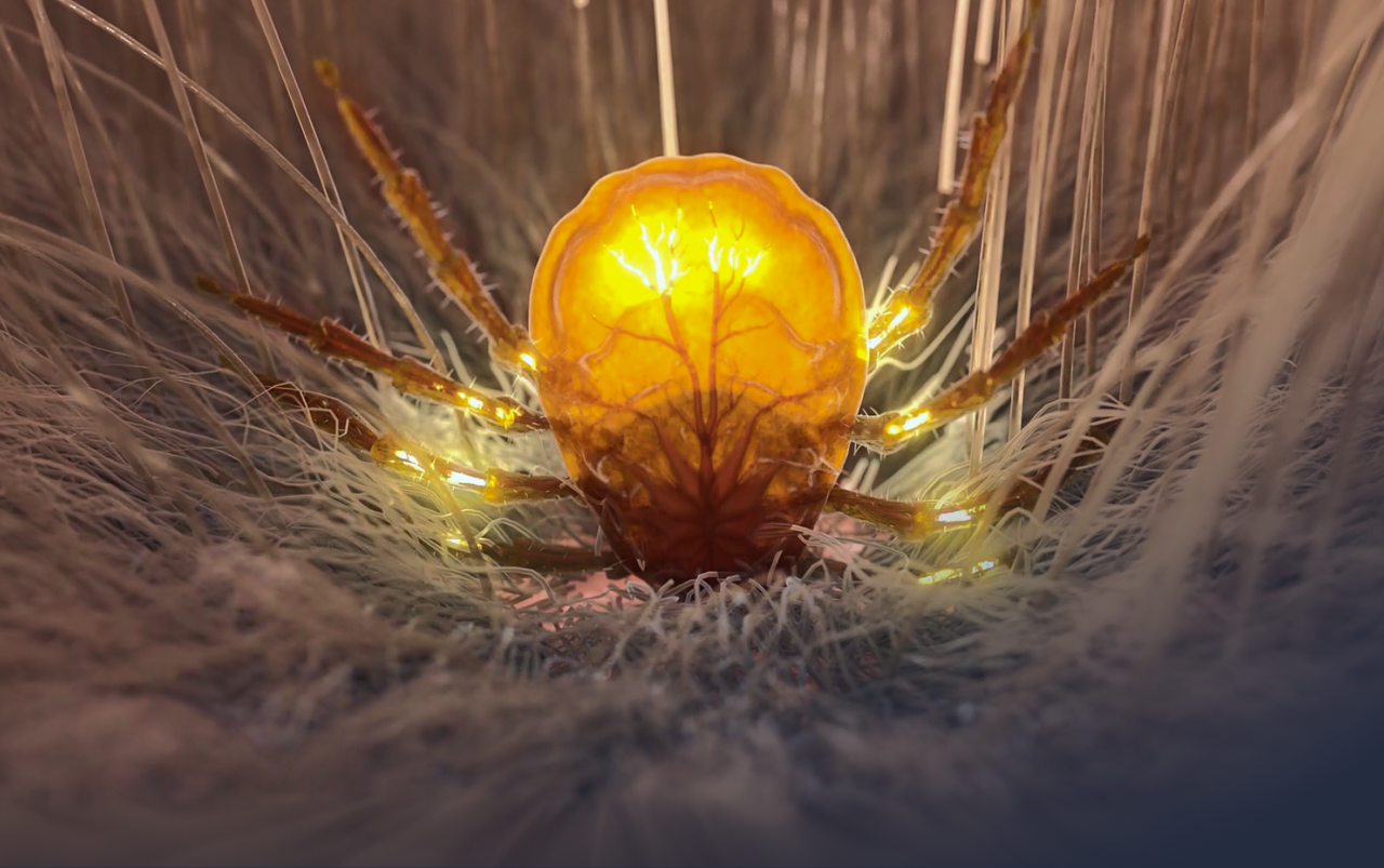Veterinary 3D Animation: Flea & Tick Treatment
