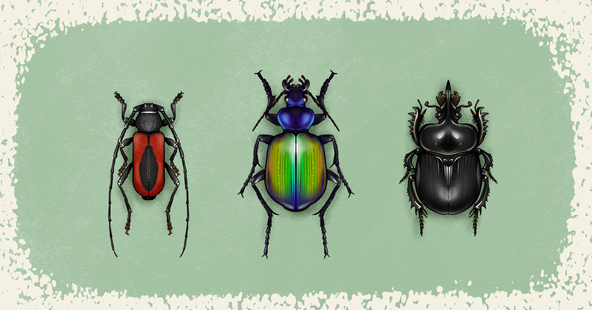 Червона книга України:
 7 рідкісних жуків 