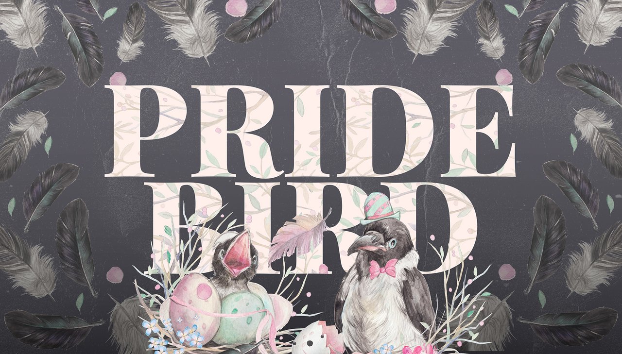 Pride Bird - visual design and brand identity