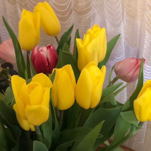 Леся Кіптик