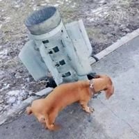 Никита Мискевич