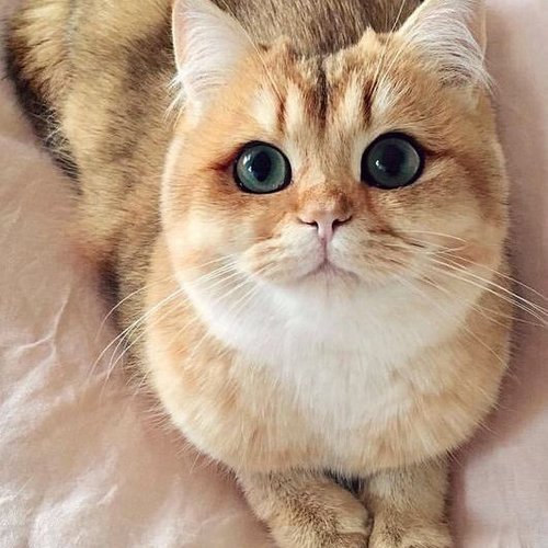 Дар'я Корчаковська
