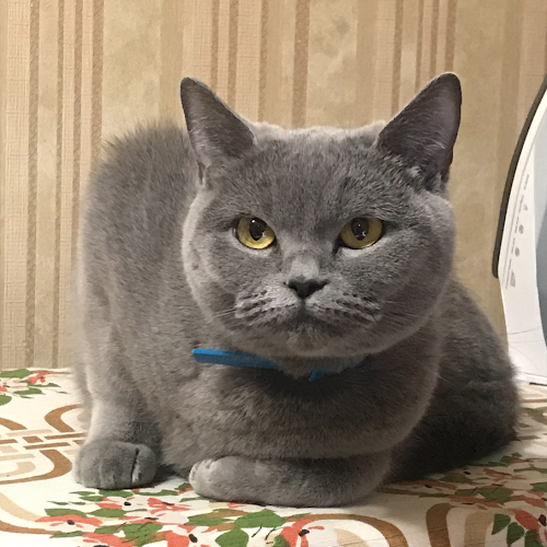 Дар'я Лукаш